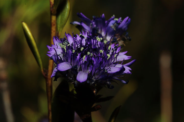 Avr determinato bene? Globularia e Cerastium